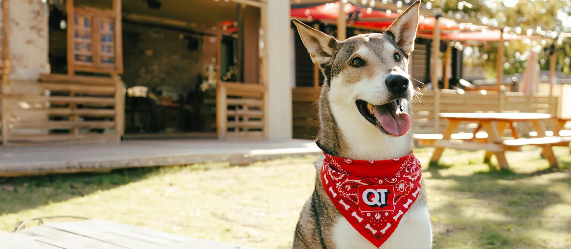 dog bandana 1920x840 1